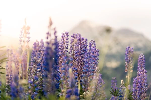 《假装猫王的故事:一场关于身份、梦想与自我救赎的荒诞交响曲》