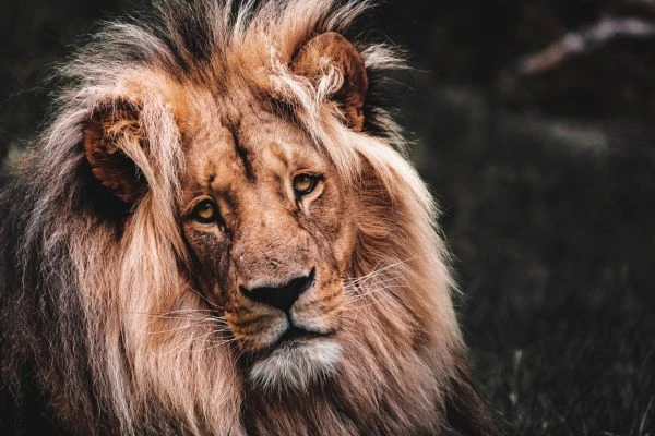 红色记忆里的东营密码：一座石油城的党史精神解码