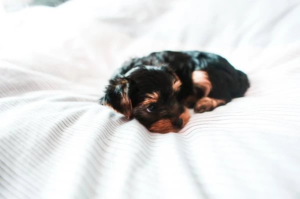 《当童话遇见代码：儿童科技书如何点燃下一代创新火花》