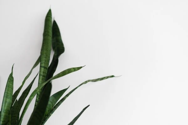 岭南廉吏:从广东古代清官故事中汲取的精神力量