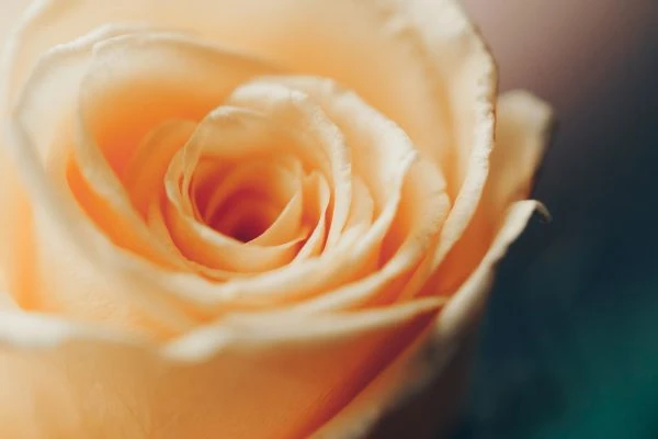 《狐狸算卦：当民间智慧遇上人性寓言》