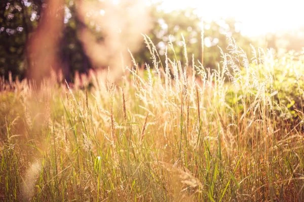 《当纯真陨落：小天使的悲惨故事如何撕裂我们对童年的幻想》