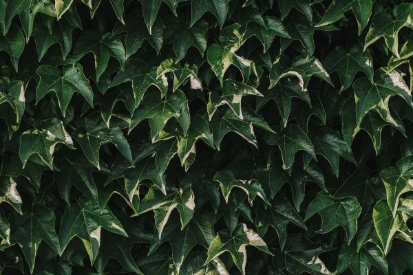 《当童话遇见代码：儿童科技书如何点燃下一代创新火花》